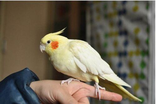 玄凤鹦鹉最新爆料 第3张 玄凤鹦鹉最新爆料 第3张